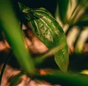 Natura apuesta por la rentabilidad: la estrategia que redefine su negocio en la región