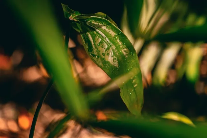 Natura apuesta por la rentabilidad: la estrategia que redefine su negocio en la región