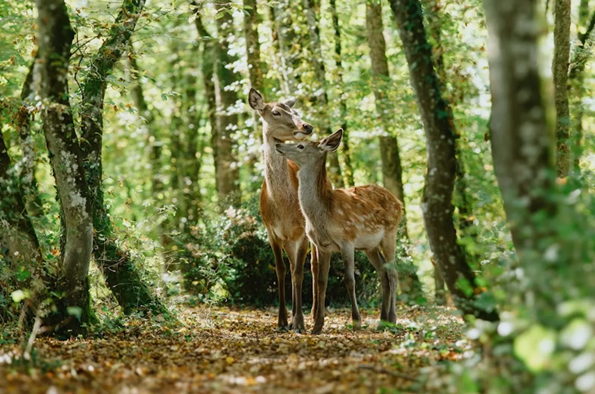 “Bambi: Una aventura en el bosque” llega a los cines peruanos este 30 de enero